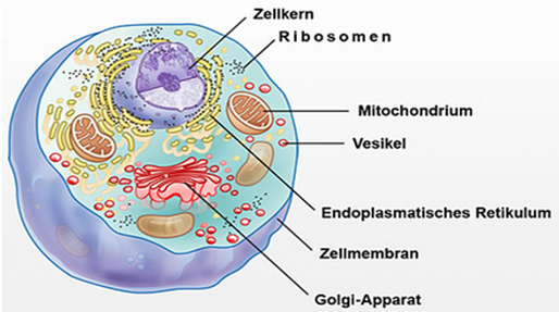 Die Zelle - Aufbau und Funktion Anatomie Kosmetik und Fusspflegeausbildung